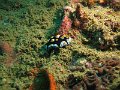 Phyllidia sp (2)